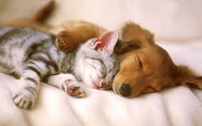 Picture of dog cuddling a cat, a cute example of kindness