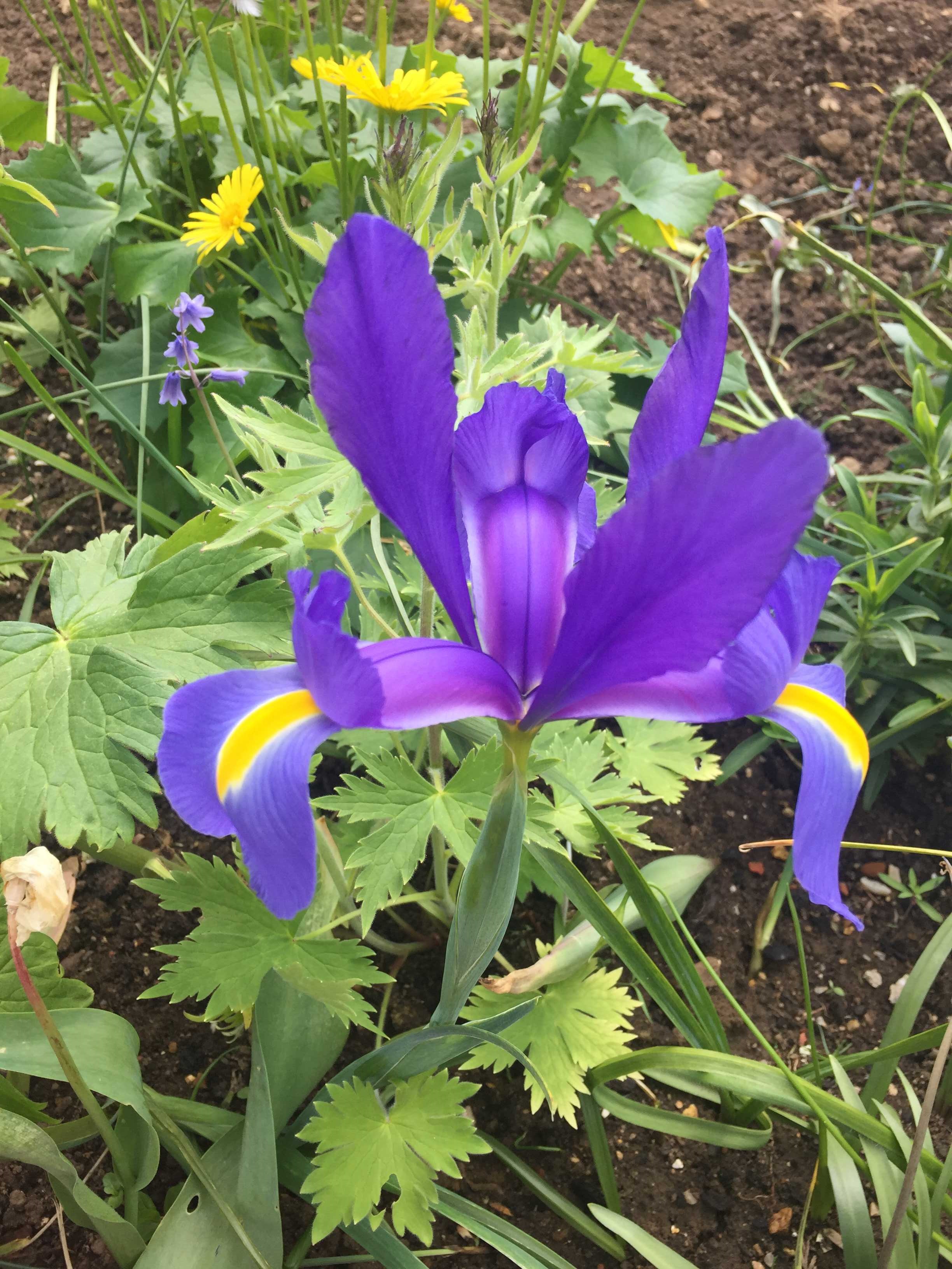Garden flower: Iris