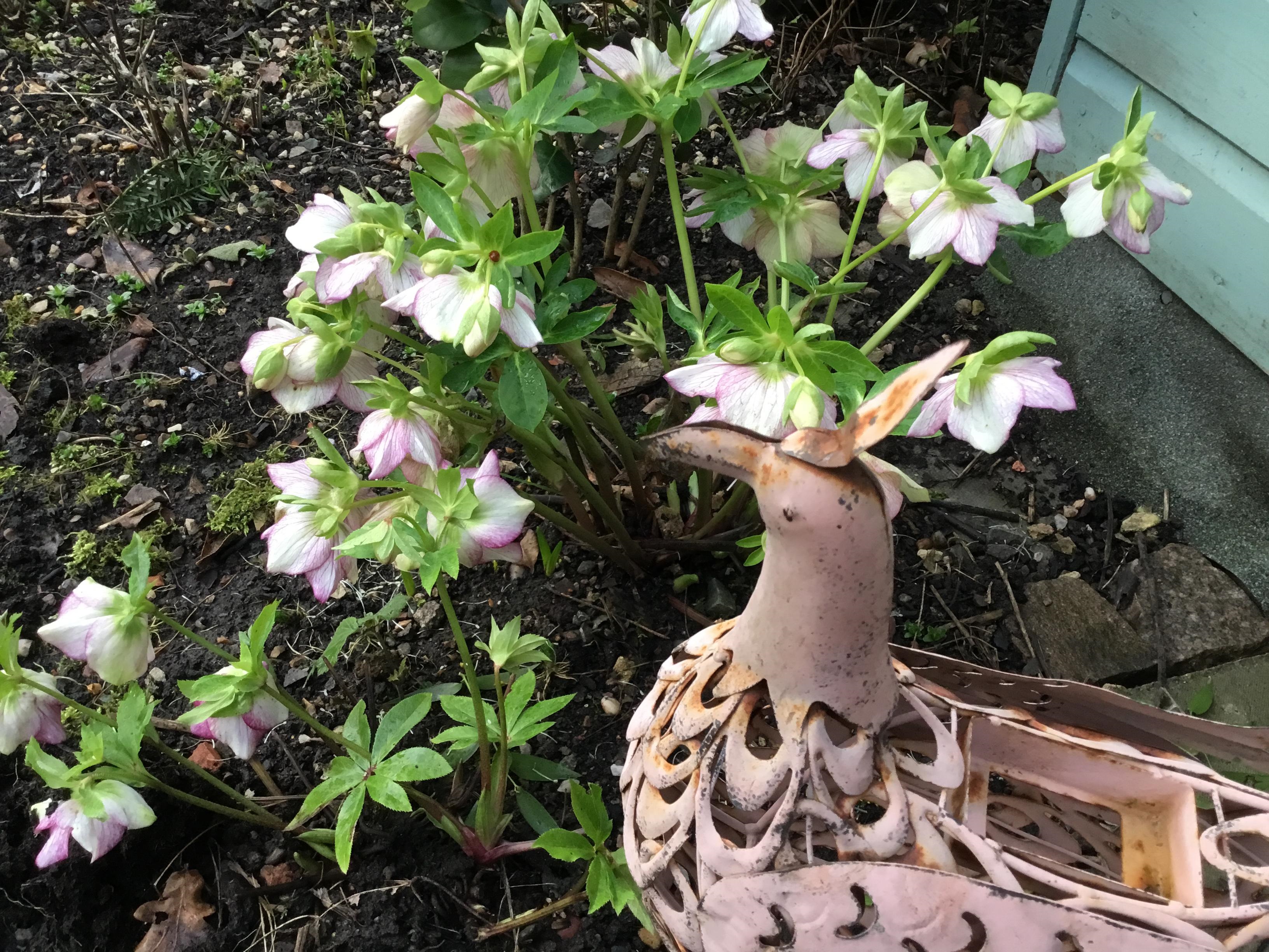 A picture of a small garden bush, known as a Hellebore, the flowers on this one are white.