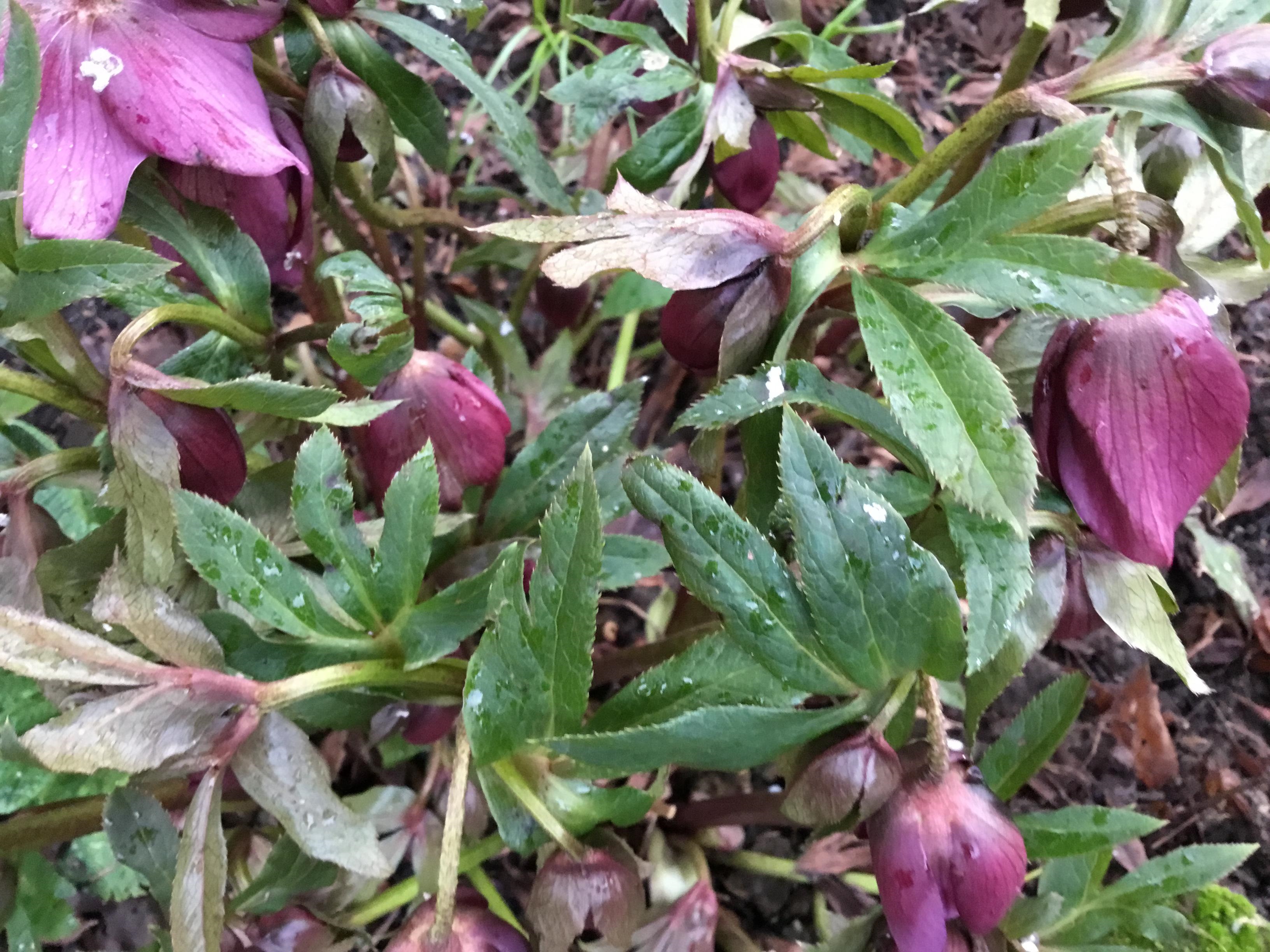 A picture of a small garden bush, known as a Hellebore, the flowers on this one are purple.