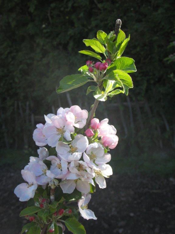 Apple Blossom