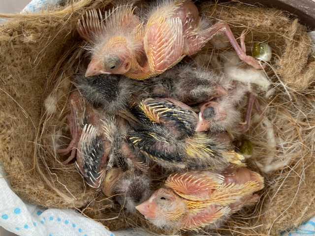 Bird ckicks in the nest
