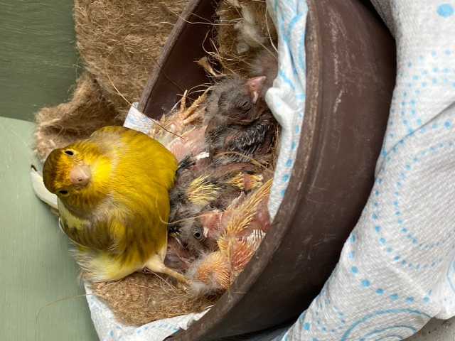 Female bird attending to her chicks in the nest