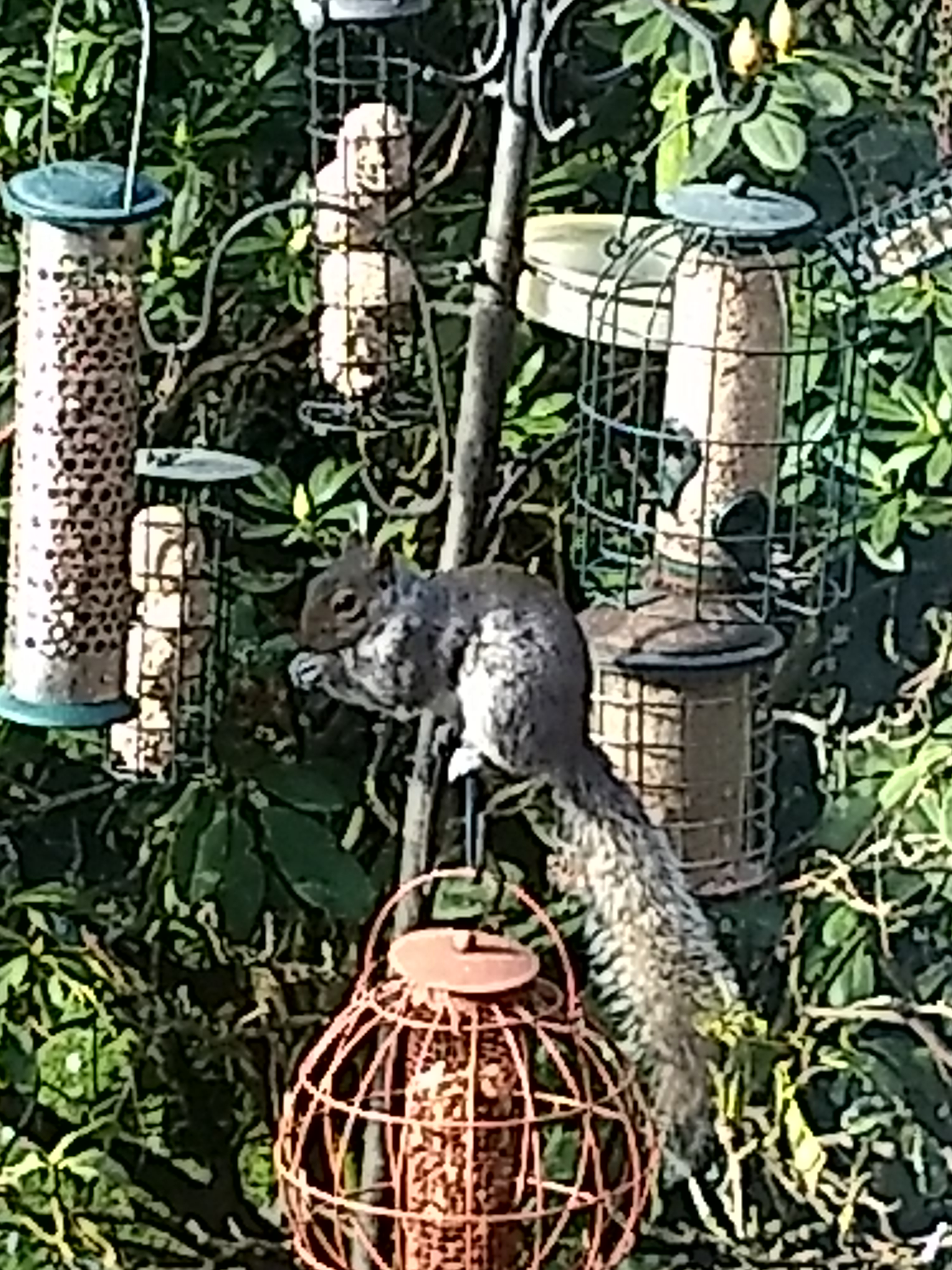 Squirel trying to get a bird seed