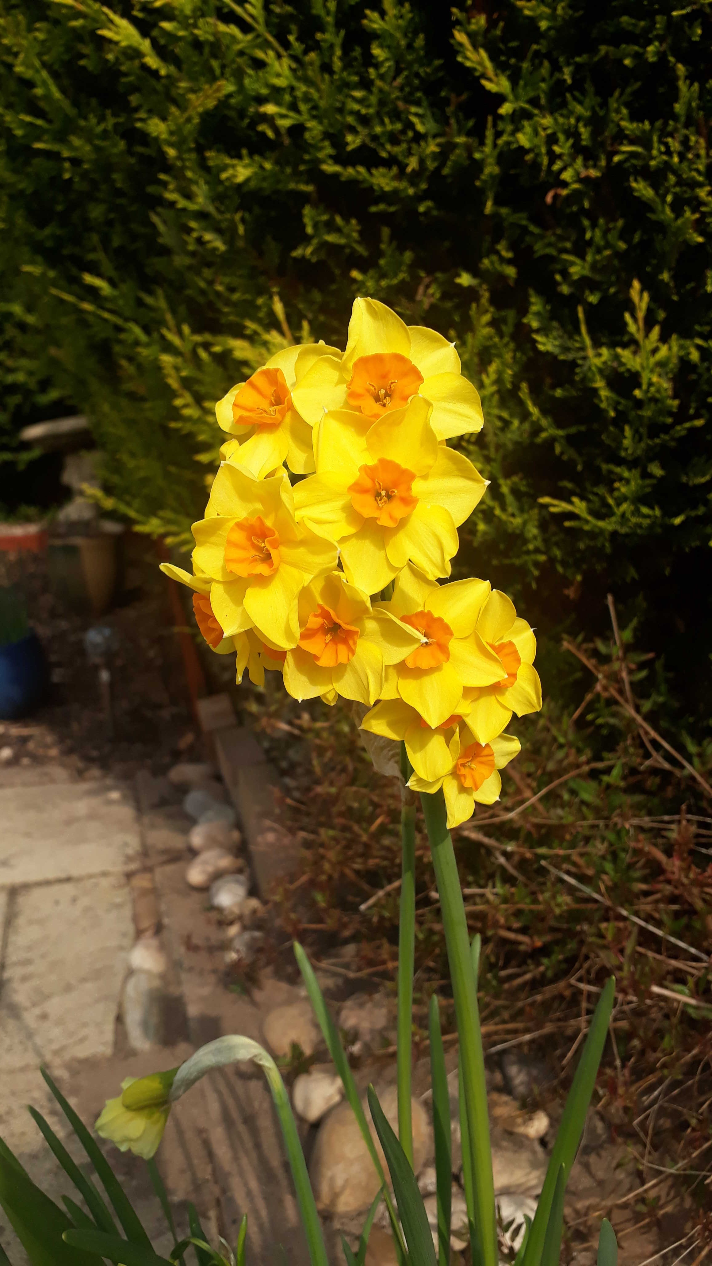 Daffodils