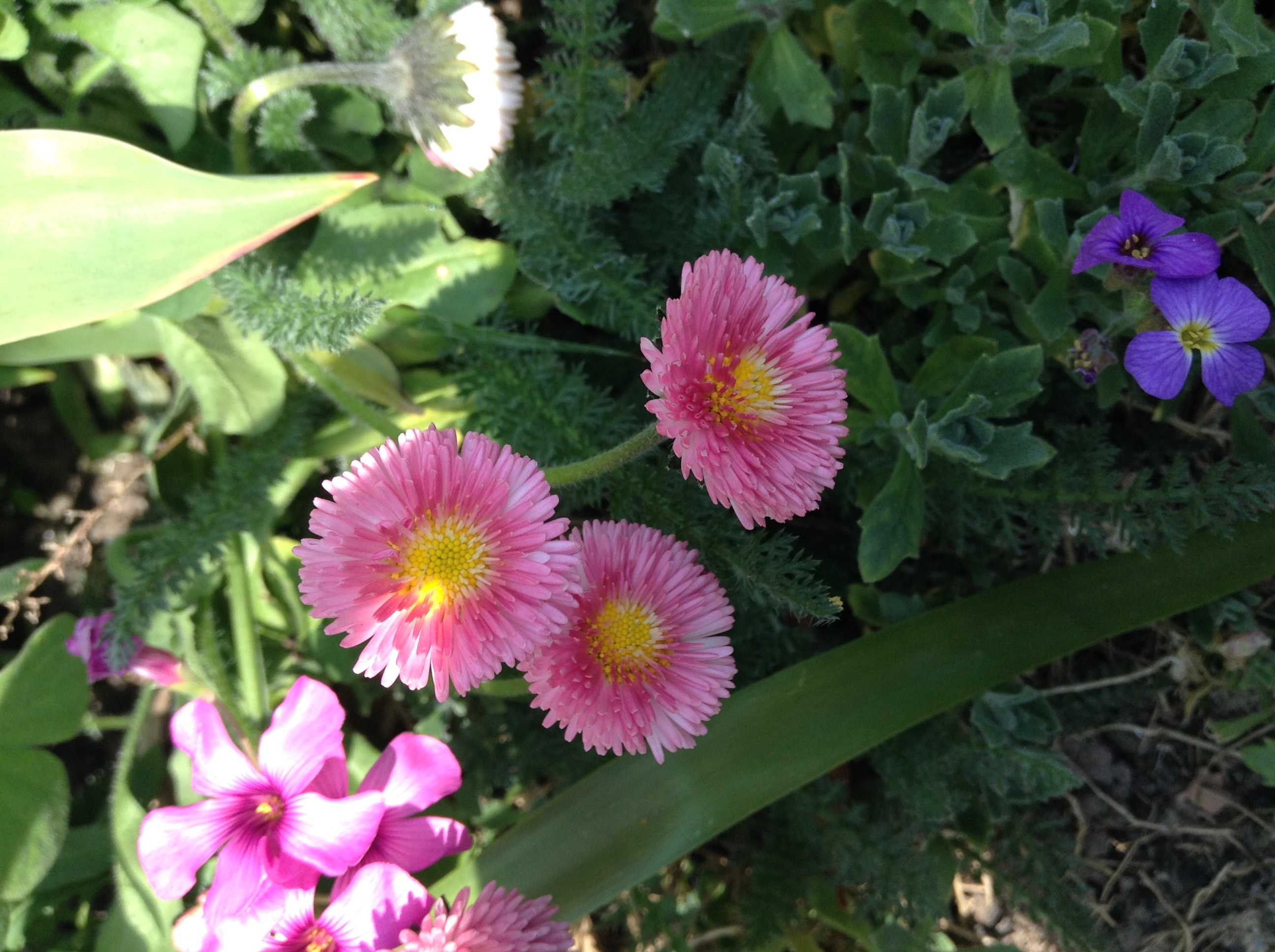 Garden Flowers
