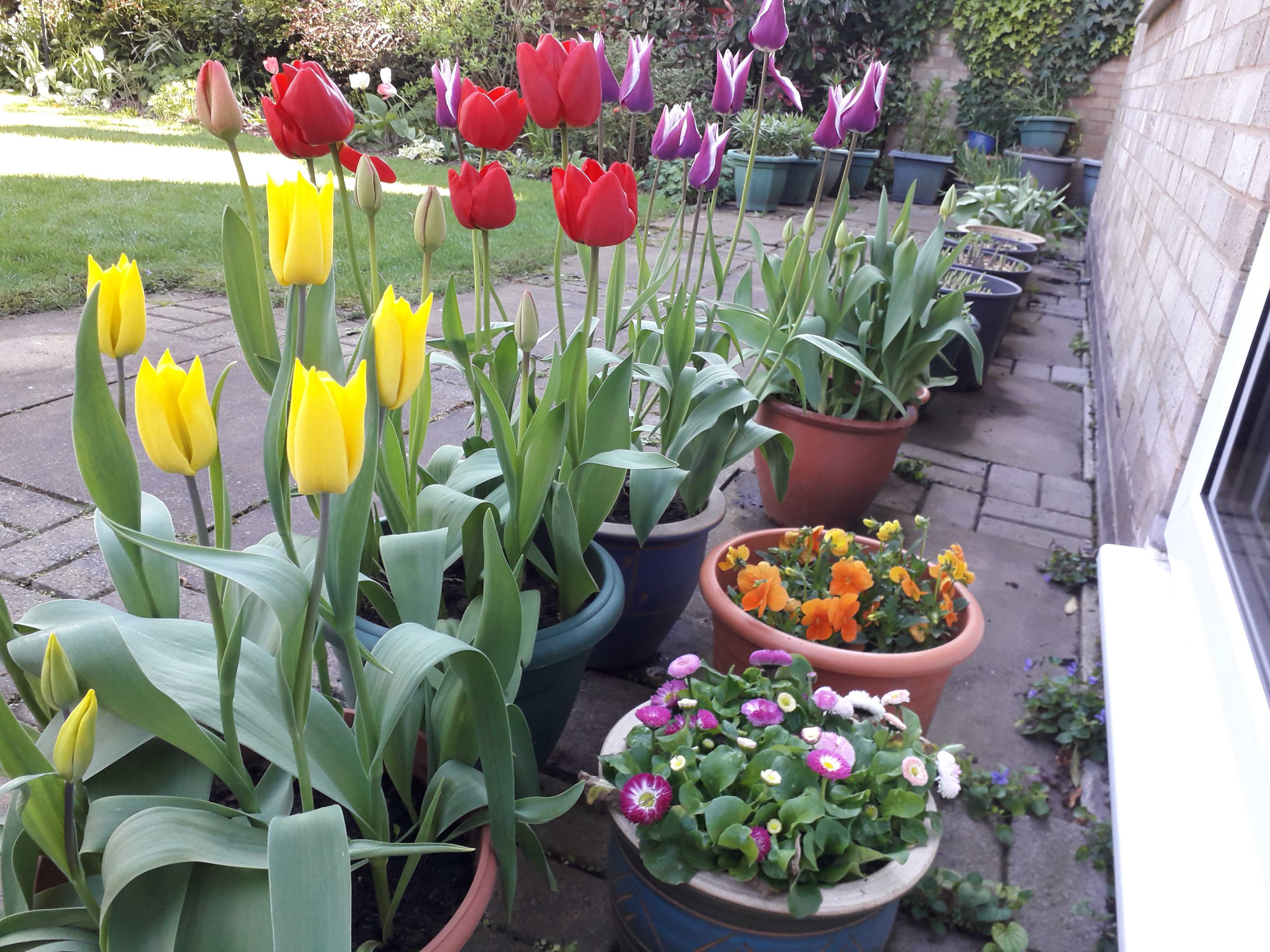 Tulips